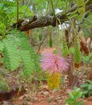 Image result for Dichrostachys