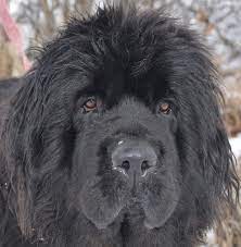 Interested in finding out more about the pet supply stores have been named by the state of illinois as an essential business. Pictures And Information On The Dams Of Our Newfoundland Puppies For Sale Moore Newfies