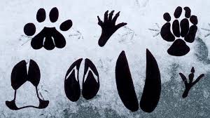 Tierspuren spuren abdruck schnee sand spur winter fußspuren fußabdruck tierspur. Lowenzahn Tierspuren Im Schnee Zdftivi