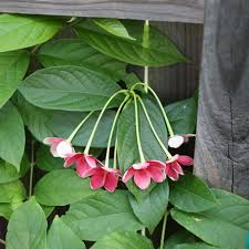 Image result for Combretum indicum