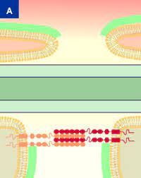 Auch nicotin, ethanol und heroin) können ungehindert die barriere. Blut Harn Schranke