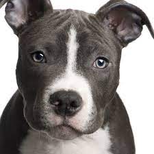 The american pitbull terrier is such a wonderful breed. Amerikanische Pitbull Terrier Hunderassen