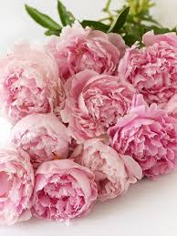 Pin By Inell Williams On Flowers Beautiful Flowers Flowers Pretty Flowers