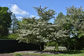 Washington hawthorn tree for sale. Winter King Hawthorn Crataegus Viridis Winter King In Boston Hopkinton Chelmsford Hingham Middleborough Massachusetts Ma At Weston Nurseries