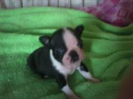 Buying a puppy from an advertisement in the newspaper or on facebook or craigslist is almost as bad as a puppy mill puppy. Boston Terrier Puppies In Indiana