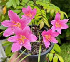 Image result for Zephyranthes minuta