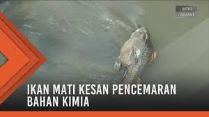 Penyebab pencemaran air paling sering diakibatkan sampah dan. Ikan Mati Dipercayai Kesan Pencemaran Bahan Kimia Youtube