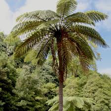 Image result for Cyathea