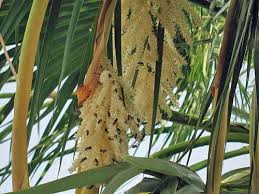 Image result for Wiesneria filifolia