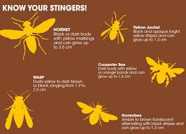 Hornet Wasp And Yellow Jacket Control At Menards