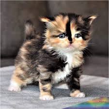 mar 21 2019 this pin was discovered by cats so cute i follow back discover and save your own pins on pinterest baby katzen katzen susse katzen