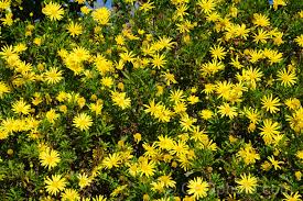 Image result for Euryops chrysanthemoides