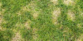 If the turf does stay wet, circular areas may start to develop and slowly grow in size. Lawn Disease Control In Tulsa Nutri Green Locally Owned