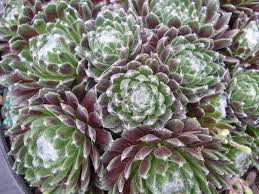 Sempervivum Arachnoideum Cactus Et Plantes Succulentes Sempervivum Plante Succulente