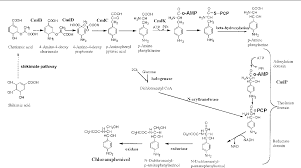 The Gene Cluster For Chloramphenicol Biosynthesis In Streptomyces Venezuelae Isp5230 Includes Novel Shikimate Pathway Homologues And A Monomodular Non Ribosomal Peptide Synthetase Gene Semantic Scholar