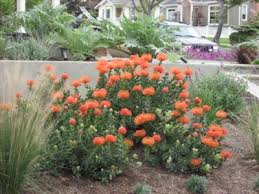 We take care in growing and packaging our plants so they will arrive in amazing condition (we've sent plants to over 200 email our customer service team and we will either replace the plants pronto or refund the purchase price back to you. Leucospermum Cordifolium Australian Native Plants Plants 800 701 6517