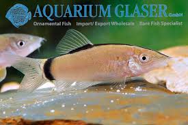 Image result for Kotschya ochreata