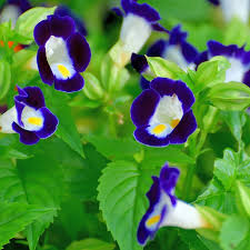 Image result for Torenia