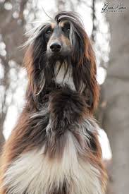 Black And White Hound Dog Black And White Stunner Afghan Hound Hound Dog Pet Dogs