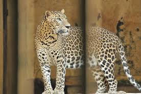 Kebun binatang taronga di sydney kembali dibuka untuk umum konten ini diproduksi oleh kumparan suasana di kebun binatang taronga , sydney, australia, senin (1/6). Macan Tutul Di Kebun Binatang Ragunan Djody Restian Flickr