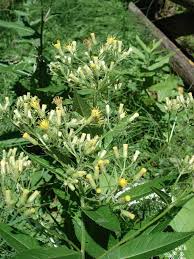 Image result for Bothriocline glomerata