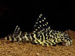 Ryby Akwariowe Aquarium Fish Saltwater Aquarium Fish Pleco Fish
