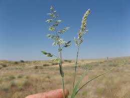 Image result for Enneapogon cenchroides