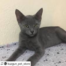 Yer Denizli Repost Kuzgun Pet Store Ucretsiz Sahiplendirilecektir Bu Miniklere Yuva Olmak Ister Misiniz S Resim