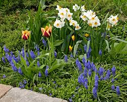 Check spelling or type a new query. Spring Flowering Bulbs Garden Gate