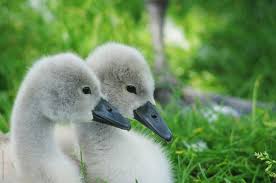 For more wildlife photos and videos you can check out my travel blog: Young Baby Swans Called Cygnets By Rolfo