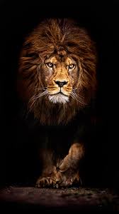 Welcome to the world of wallpapers you will get almost every category of wallpaper : Cool Lion Wallpapers For Iphone Ultra Hd 4k Wallpaper For Mobile 1080x1920 Wallpaper Teahub Io