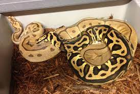 Advanced Techniques For Pairing Your Males During Breeding Season The Ball Street Journal