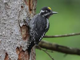 Image result for Tridactyle stevartiana