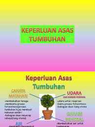 Keperluan asas tumbuhan ialah air , udara dan cahaya matahari. B Keperluan Asas Tumbuhan Tahun 4