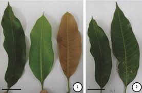Image result for Mangifera indica