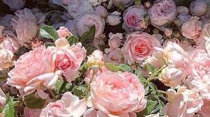 Aesthetic photo pink aesthetic aesthetic pictures aesthetic anime urban aesthetic character aesthetic old anime. Anime Flowers On Tumblr