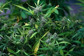 Deshalb dieser blog darüber, wie und wann man cannabis ernten kann. Wann Soll Man Hanf Ernten Um Viele Wirkstoffe Zu Haben
