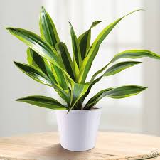 If they survive the lack of fertilization and long. 34 Poisonous Houseplants For Dogs Gardenoholic