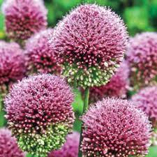 Drumstick Allium Allium Bulbs