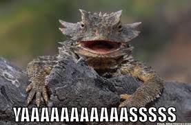 Horned Frog Meme Animal Photo Horned Lizard Animals