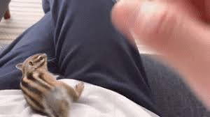 24 funny pictures for your viewing pleasure. Latest Chipmunk Gifs Gfycat