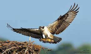 Bird With White Stripes On Wings Is The Seahawk A Real Bird National Wildlife Federation Wildlife Osprey