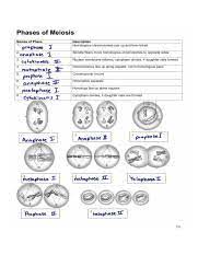 Match the term to the description d. 876ba1db B32a 45c3 B5e2 58e6ea5901fb Jpeg Phases Of Meiosis Names Of Phase Description 1 Prophase T Hom Mologous Chromosomes Pair Up And Form Course Hero