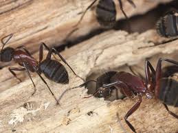 That's when you search to find an exterminator near me to prevent further loss and disturbance. Spiders Ants Wasp Pest Control Termite Pest Control
