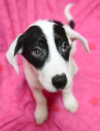 Find dogs and puppies for adoption at michigan humane. Slideshow Area Shelter Pups Available For Adoption On National Puppy Day Bdtonline Com