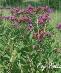 Image result for Vernonia