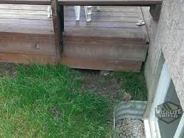 You can use various natural methods, such as soaking rags in vinegar and placing them in the vicinity of the raccoon's hiding spot or call in the professionals. Removing Raccoons Under A Deck Wildlifeshield Ca