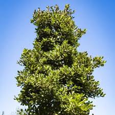 Image result for Beilschmiedia