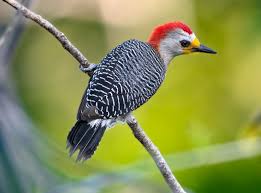 Image result for Pycreus melas