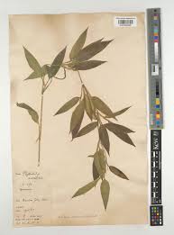 Image result for Shibataea kumasasa